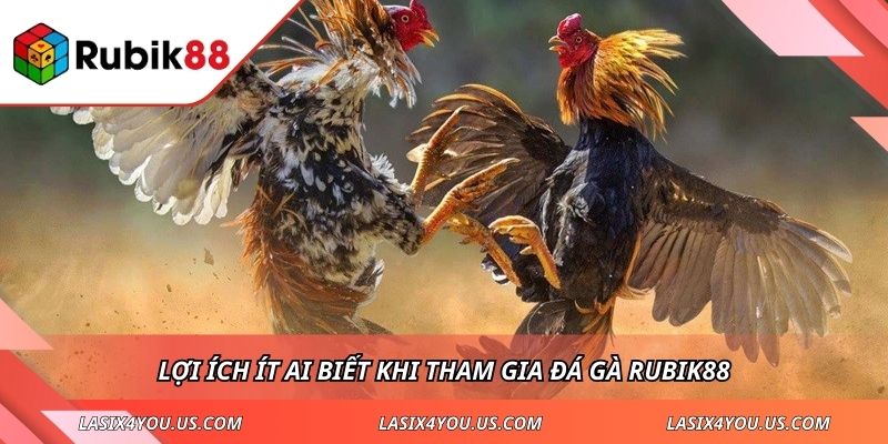 Lợi ích ít ai biết khi tham gia đá gà RUBIK88